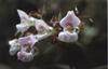 Bach Balsamin (Impatiens)
